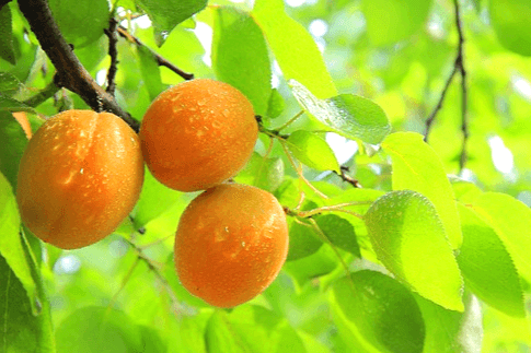 나무에 3개의 살구가 열렸다. 잎은 연두색이고 살구는 노란색이다.