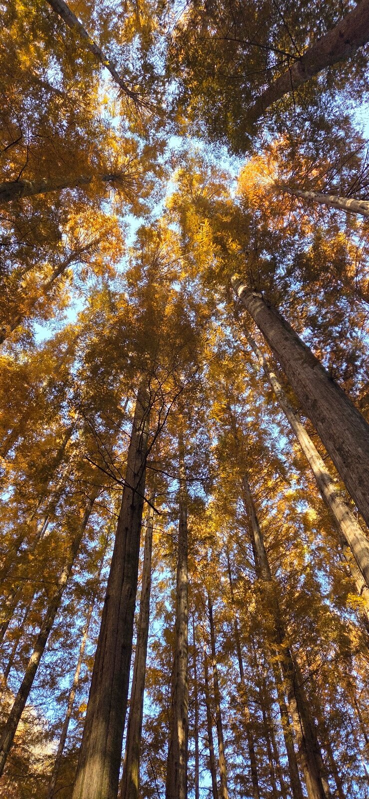 대전 장태산 메타세쿼이아 숲