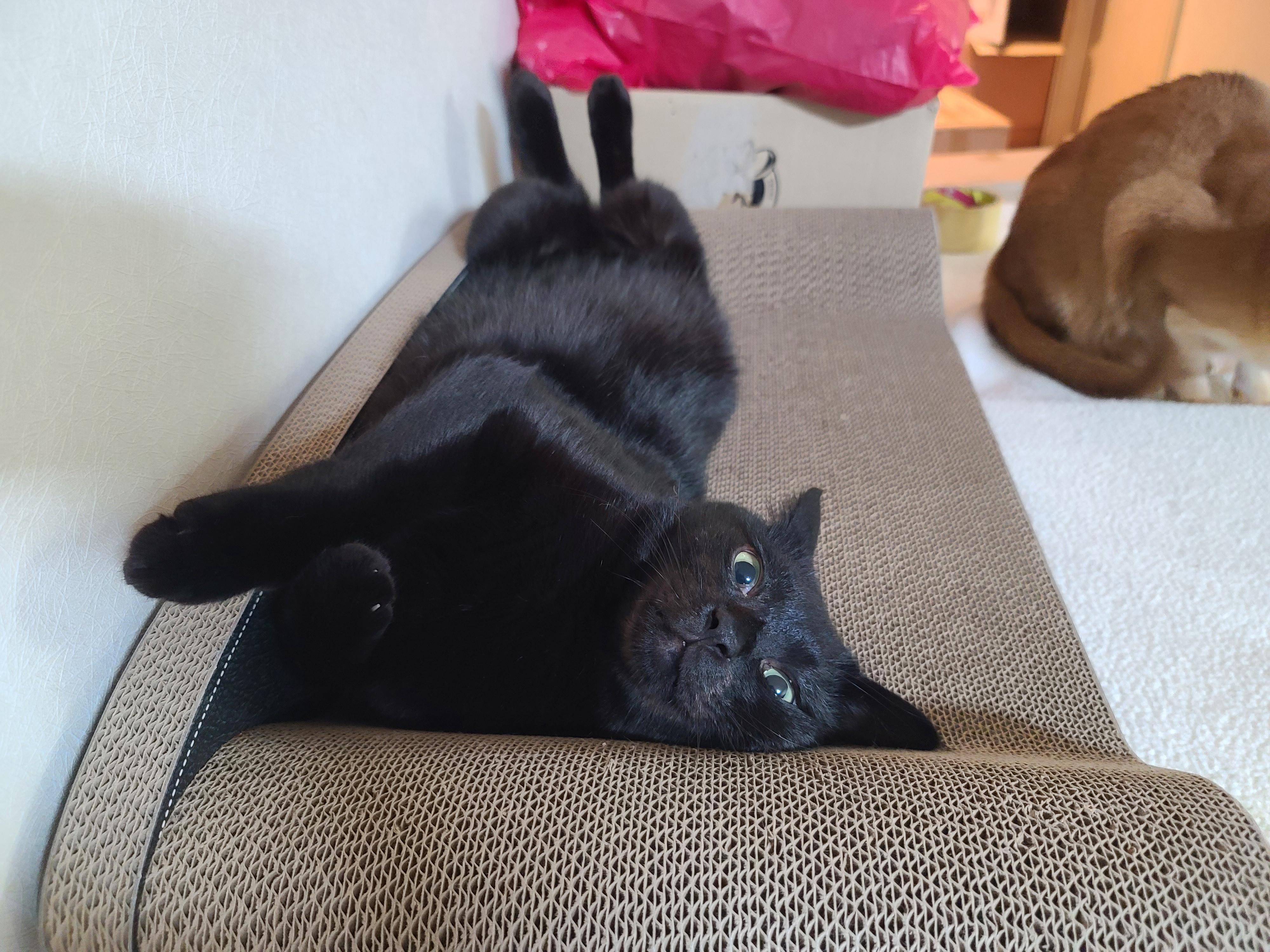 왜 이렇게 귀엽냥~!!(고양이 꼬리를 밟아버렸다!!)