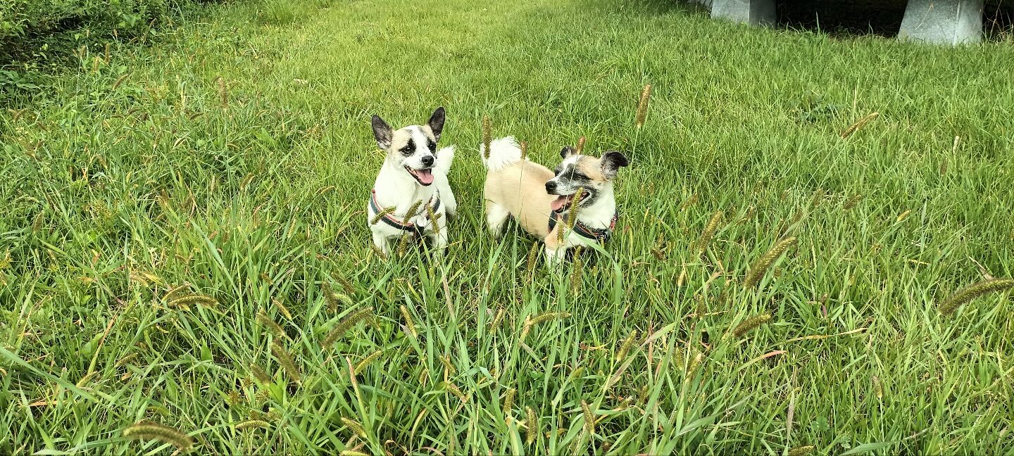 행복한 강아지.