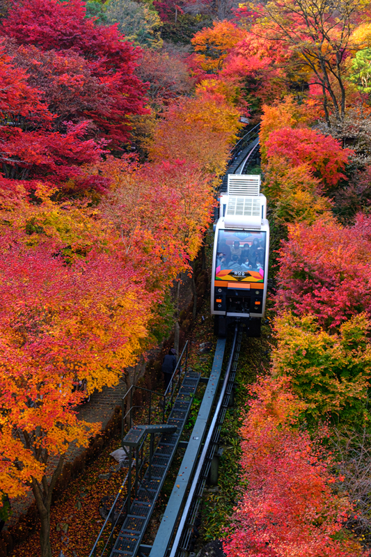 2025 화담숲 모노레일 예매 방법