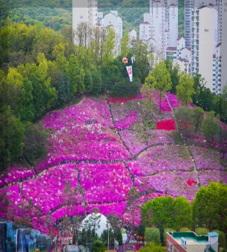 군포 철쭉축제_1