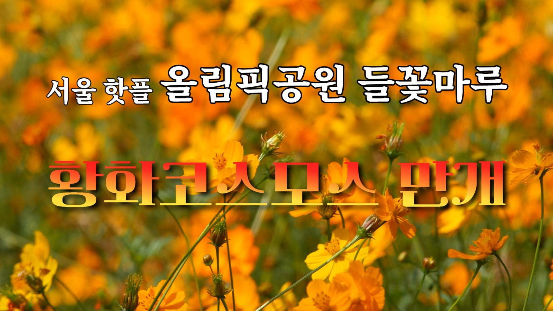 올림픽공원 들꽃마루 황화코스모스