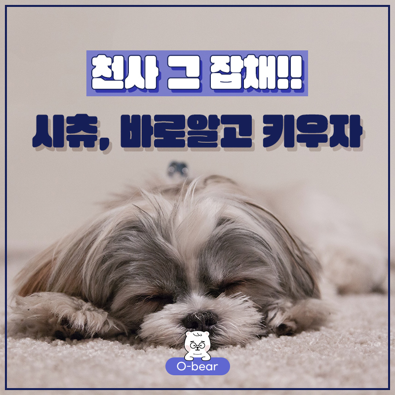 천사 그 잡채 시츄, 바로알고 키우자