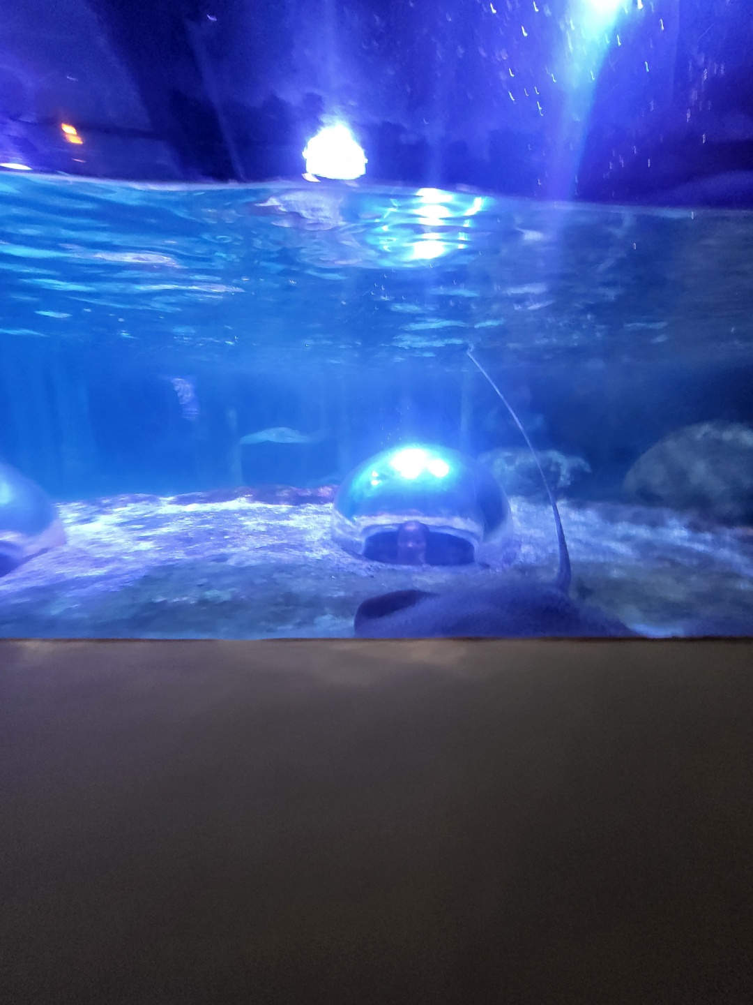 부산 아쿠아리움