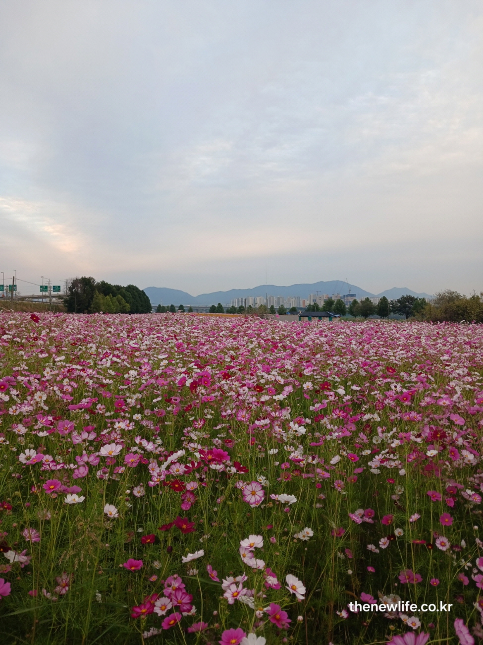 구리 한강시민공원 일반 코스모스길 풍경