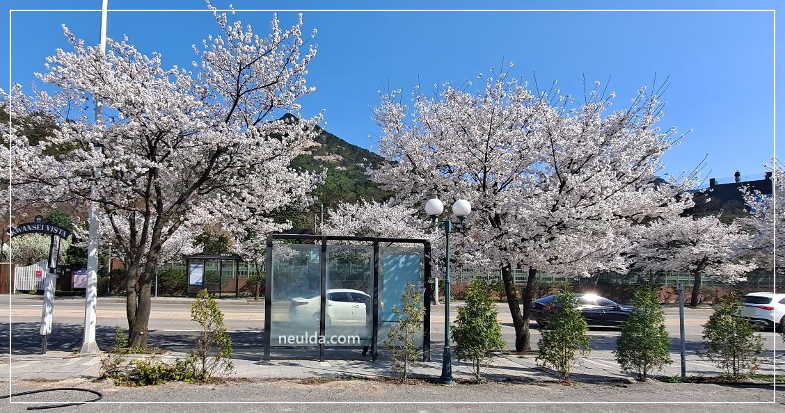 벚꽃-핀-버스-정류장