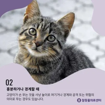 고양이 깨물고 핥아줄 때 관절 핥기 집사 눈물 핥는 의미_28
