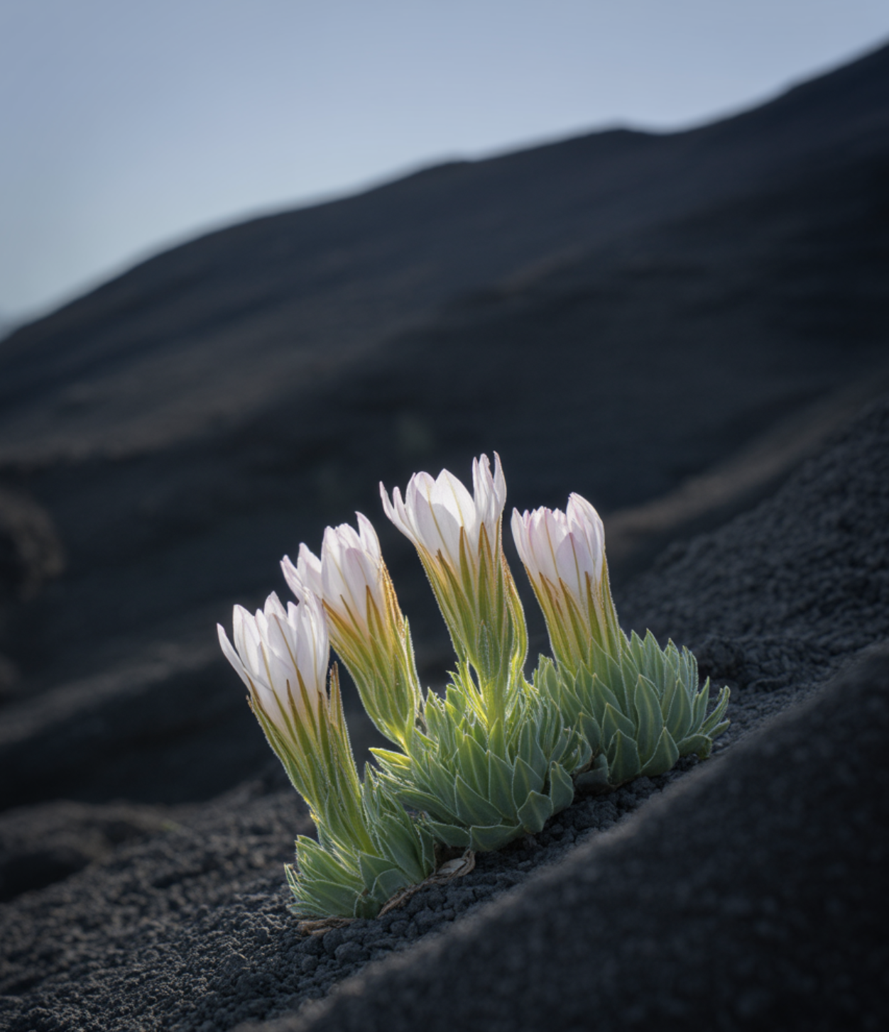 억척스러운 생명력&amp;#44; 척박한 땅의 개척자