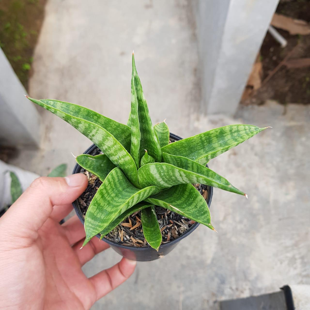 초보자의 실내에서 식물 키우기