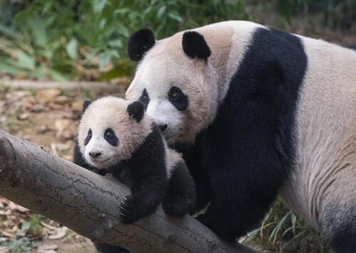 판다월드 푸바오 큐패스 예약하기 (최신판)