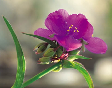 가을에 피는 꽃 자주달개비