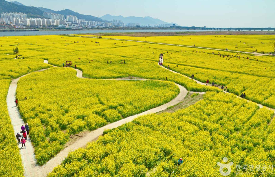 유채꽃 명소 대저 생태공원