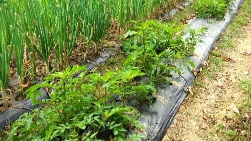 가을감자-홍감자-빨간감자-재배법-심기-심는시기