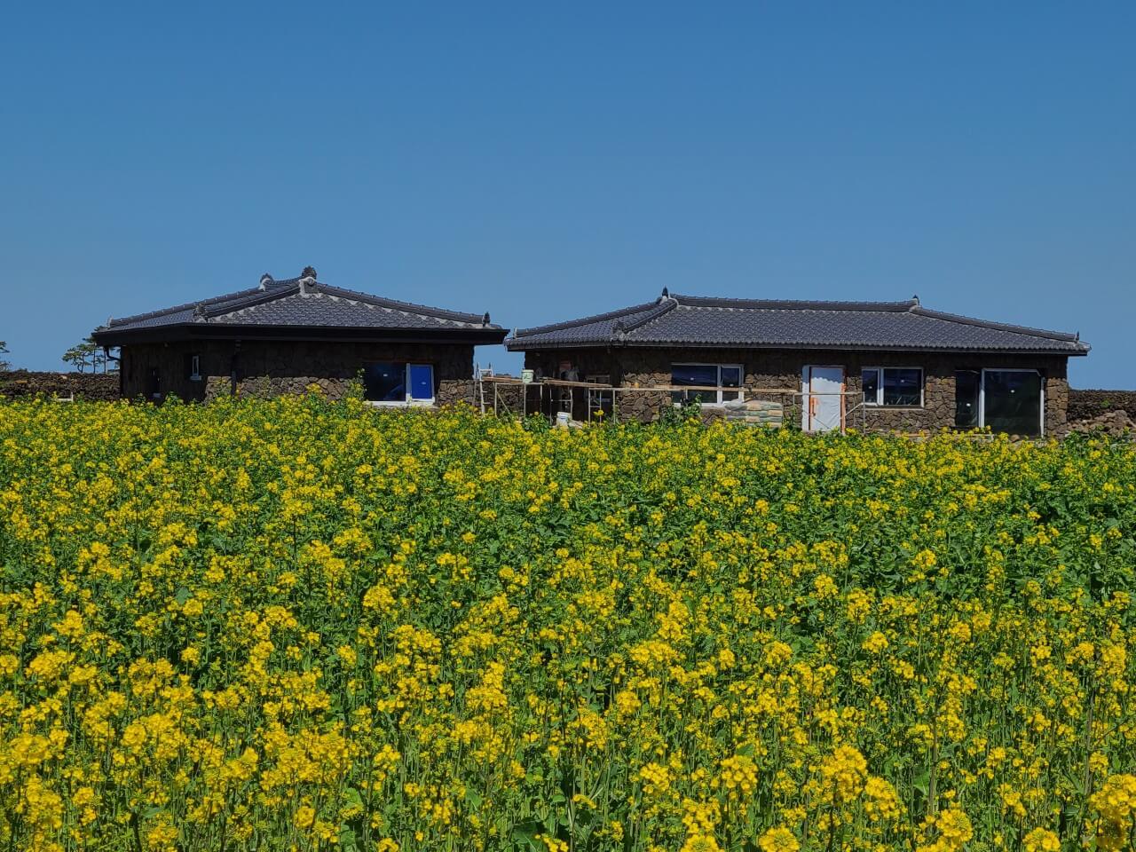 하도 온담과 유채꽃밭