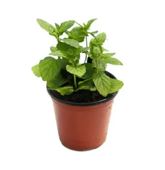 페퍼민트 키우기 물주기 삽목번식 햇빛관리 상쾌한 실내 허브_3