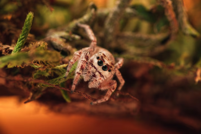 먹이를 기다리고 있는 거미 이미지