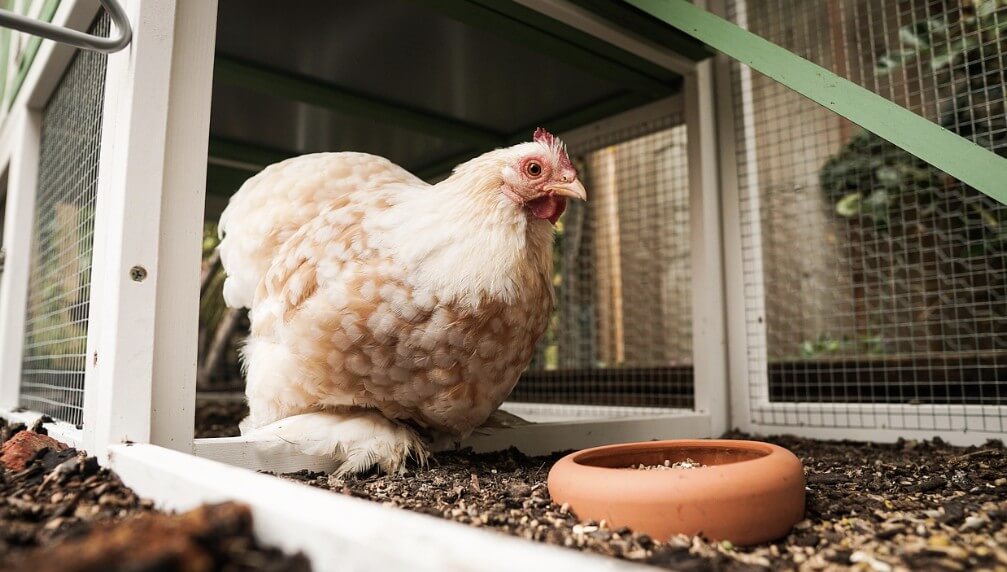 난각번호 보는법