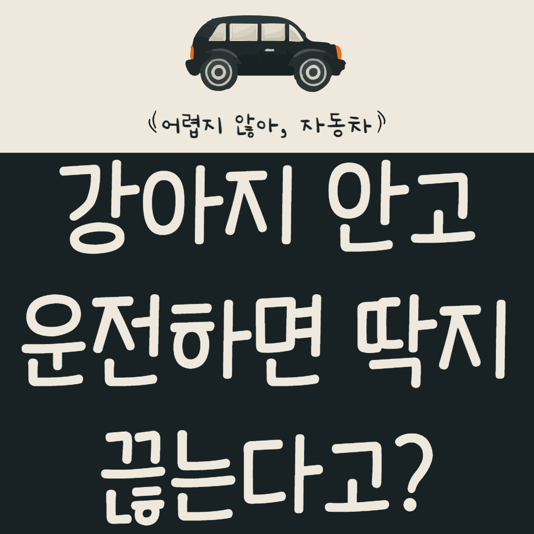 강아지-안고-운전하면-딱지-끊겨는다고?-반려동물-자동차-과태료-폭탄-피하는-꿀팁-총정리