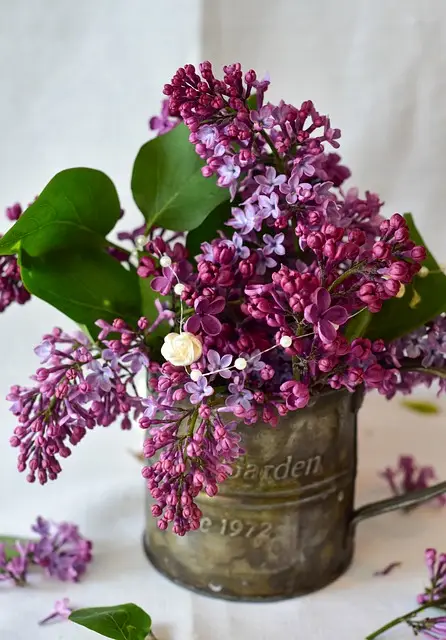 보라색 라일락 꽃 사진