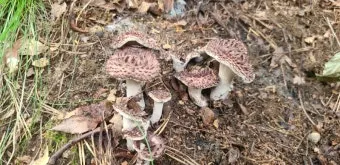 능이버섯 채취시기 산행 정보를 정리_6