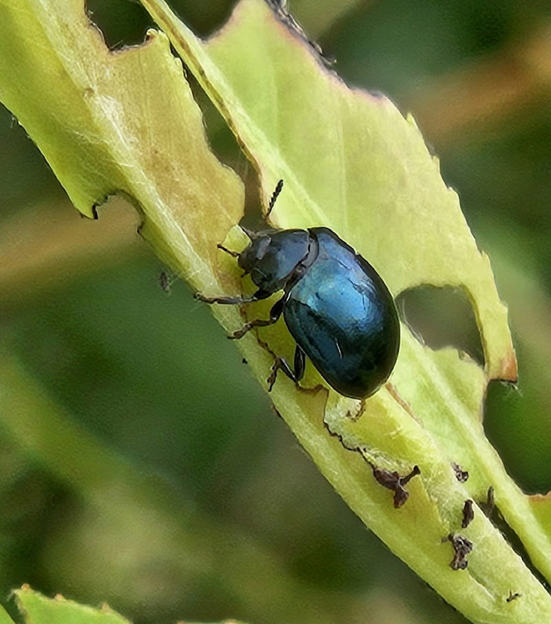 버들꼬마잎벌레 성충
