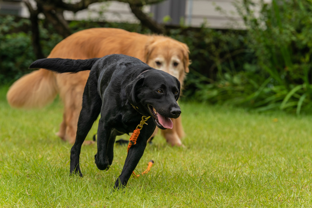 영화 멍뭉이 정보 ott 등장인물 줄거리 후기 