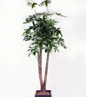 파키라 키우기 분갈이 뿌리관리 물주기간격 쉬운 관리법_16