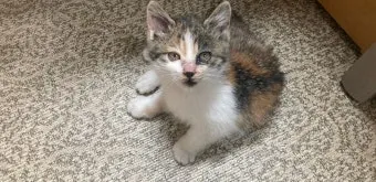 &amp;quot;고양이