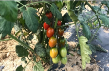 고창 청농원 체험1