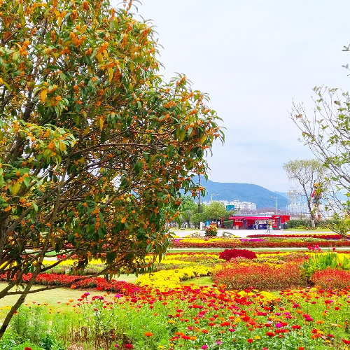순천만 갈대축제