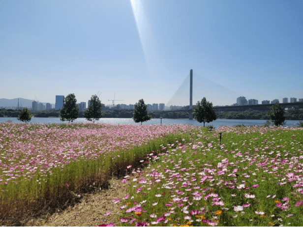 구리코스모스축제-한강예술제-자전거대여 빌려타기-근처맛집-2023년.총정리