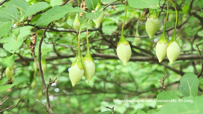때죽나무,매마등 ,買麻藤),스노벨 트리 ,Snowbell tree. 열매