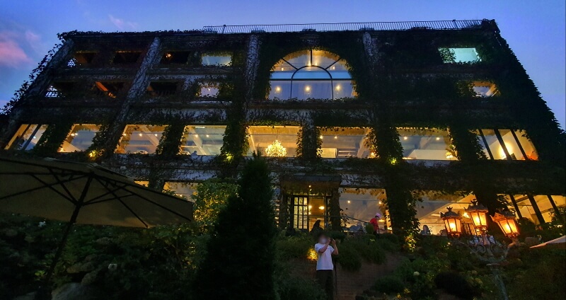 카페-대너리스-덩굴-시기