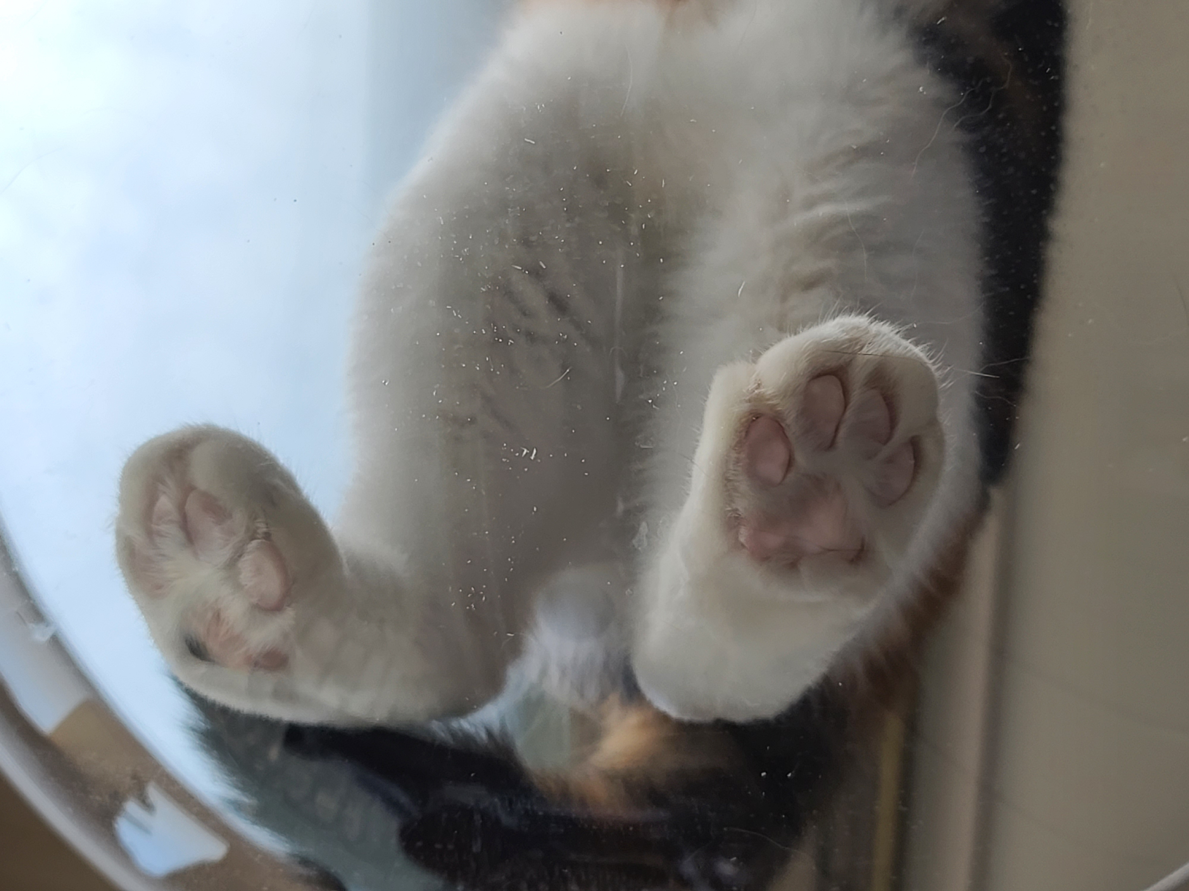 역시 니가 첫번째일줄 알았어 요미야 ㅋ(feat.캣볼 뷰 맛집_젤리,창밖)