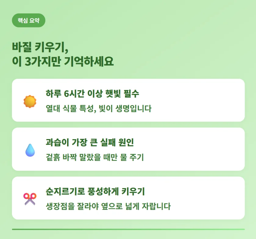 "햇빛, 과습 방지, 순지르기 등 바질 키우기 3대 핵심 노하우 요약 정보"