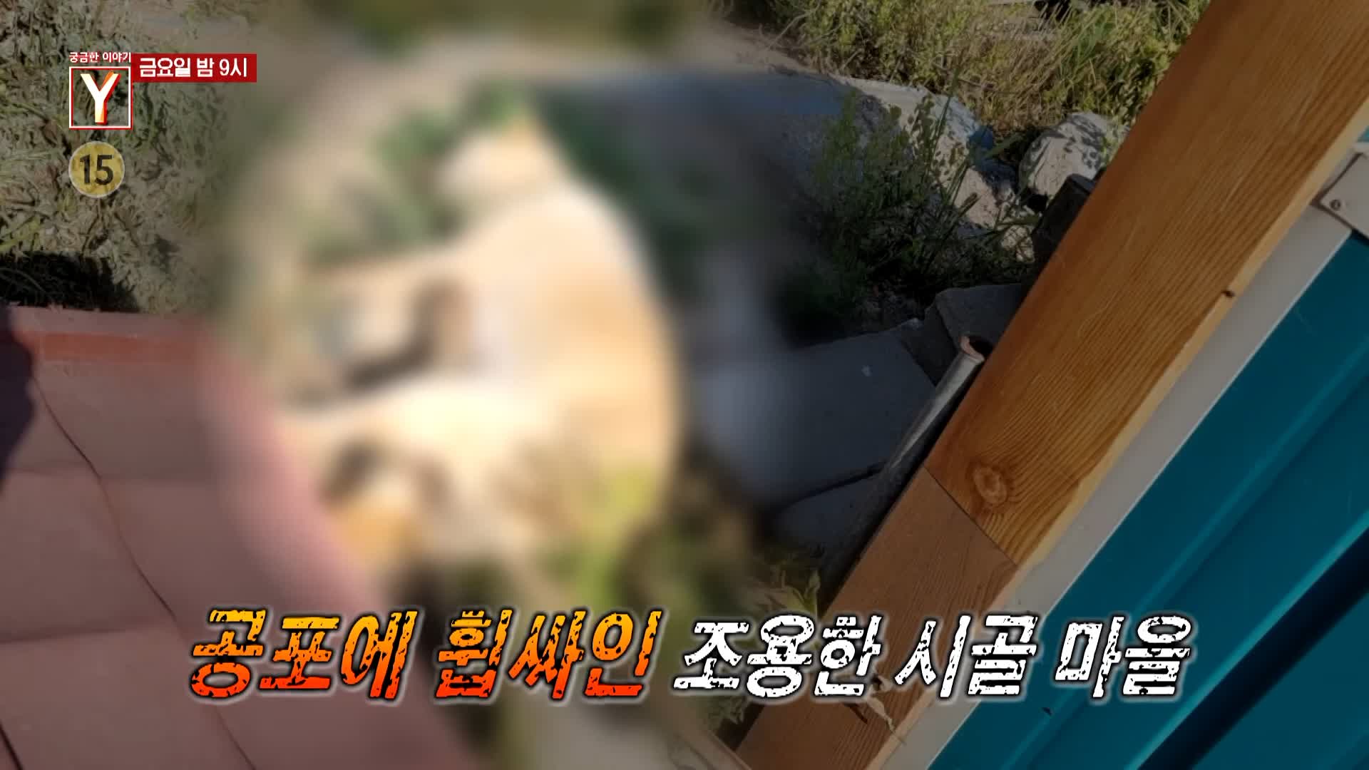 궁금한 이야기 와이 공포에 휩싸인 산골 마을 할머니는 왜 수십 마리의 개들과 위험한 동거를 계속하나