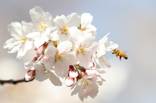 서울 벚꽃 명소