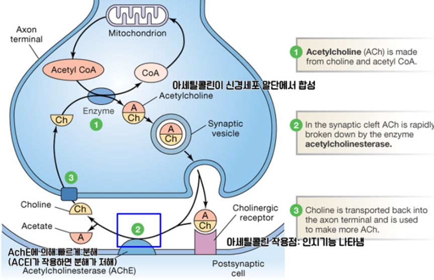 뇌영양제로 알려진 치매 치료제 글리아티린, 글리아타민은 사실 치매 예방약이 아니고, 오히려 뇌졸중을 유발한다고?