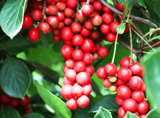 나무에 빨간 오미자들이 포도송이처럼 주렁주렁 달려있다. 알맹에는 작고 동그랗다.