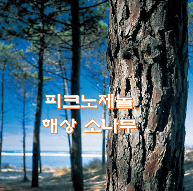 해양-소나무-사진