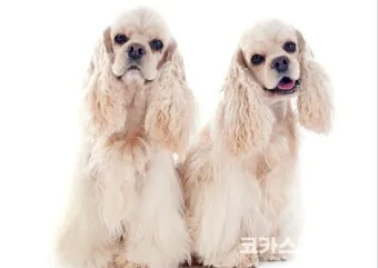 코카스파니엘 분양 가격 몸무게 성격 수명_2