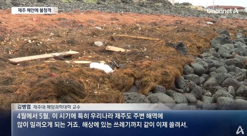 괭생이모자반의 영향과 처리 방법