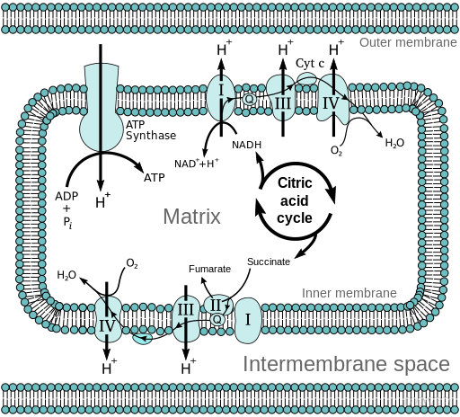 넥시움정20MG의 작용원리는 양성자 펌프를 선택적으로 차단해서 위산 분비를 근본적으로 억제하는데 있음