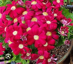 봄꽃 시네라리아