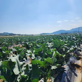 브로콜리니 재배 가지 분지 키우기 연속 수확 물 관리_12