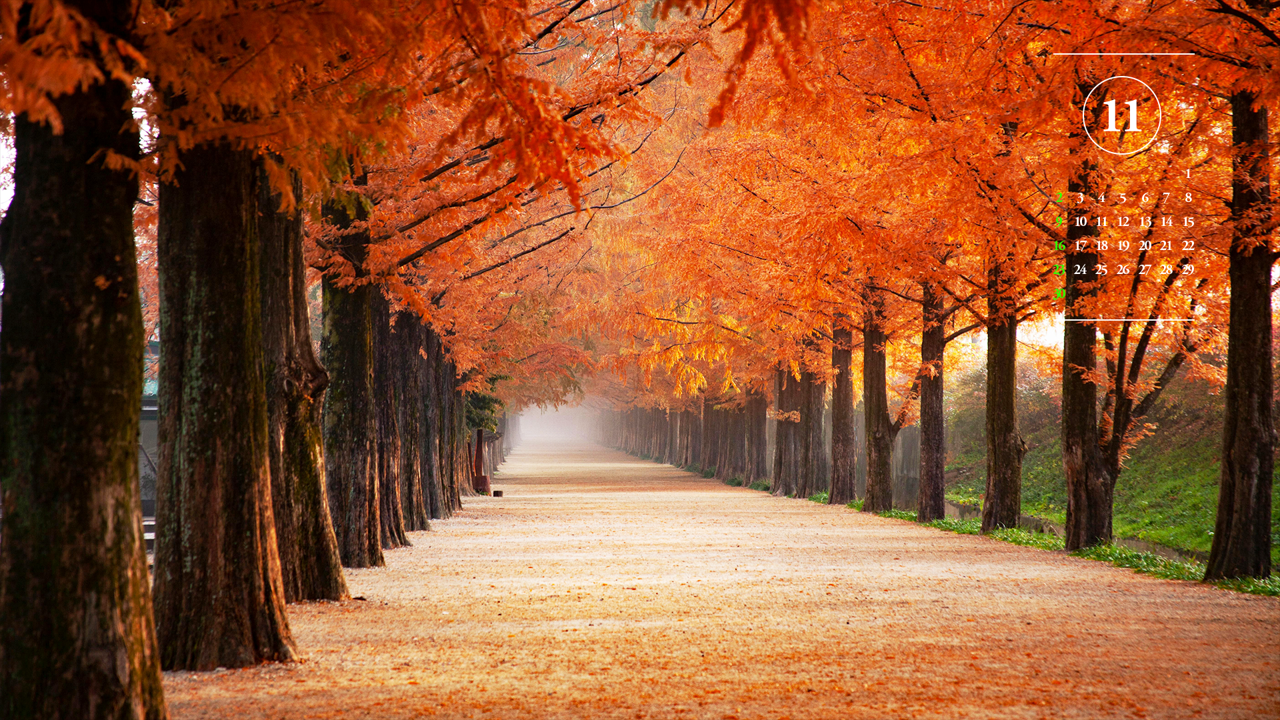 08 메타세쿼이아 단풍길 A - 2025년11월 노트북배경화면
