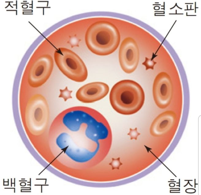 혈소판 수치가 낮으면