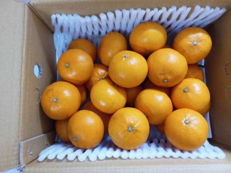 못난이 천혜향 5kg