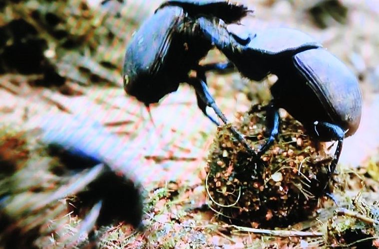 소똥구리 생존 전략 천적과 맞서는 놀라운 방어 메커니즘